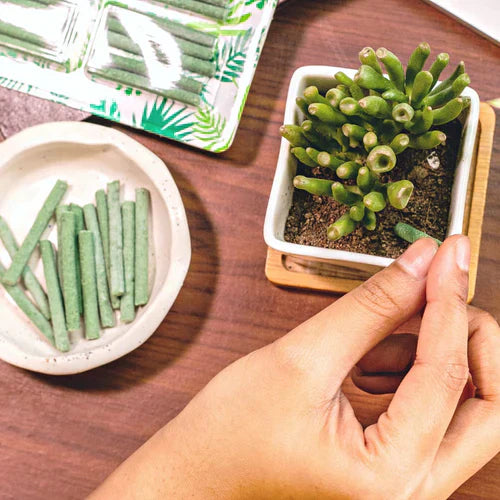 Magic Plant Sticks